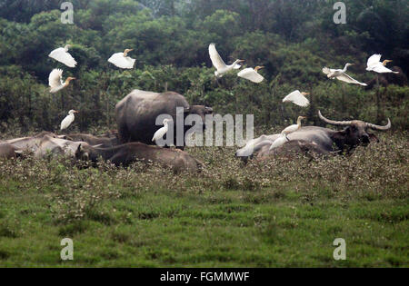 , Kampar Riau, Indonesia. Xx Febbraio 2016. RIAU, Indonesia - 21 febbraio : Garzetta battenti vicino bufali il 20 febbraio 2016 in Kampar regency, nella provincia di Riau, Indonesia. © Sijori Immagini/ZUMA filo/Alamy Live News Foto Stock