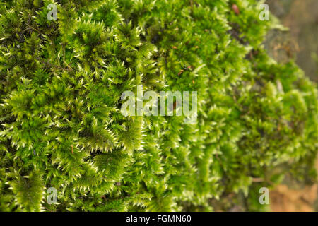 Lussureggiante bosco comune moss spunto su roccia arenaria con la nuova crescita mostra contro verde coperta di moquette vecchia Foto Stock
