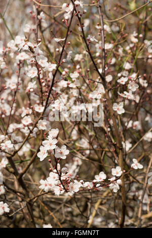 Dettaglio di ciliegio selvatico plumb blossom fioritura in febbraio l'inizio della primavera tempo retro illuminato dal sole sun Foto Stock