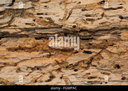 Burrow camere in ciliegio morto tronco di albero esposta a rivelare il legno worm e beetle burrows camere laterali collegati con frass Foto Stock