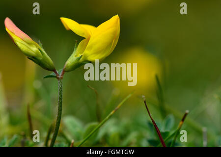 Common Bird's-piede (trifoglio Lotus corniculatus). Una bassa crescita giallo pianta fiorita nella famiglia di pisello (Fabaceae) Foto Stock