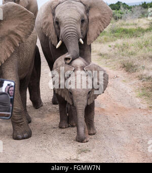 Gruppo di famiglia di elefanti, Kareiga Game Reserve, Sud Africa Foto Stock