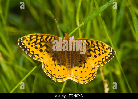 Grande lamas fritillary, Speyeria Cibele, appollaiato su un gambo di erba in Riverlot 56 Area Naturale, Alberta, Canada Foto Stock