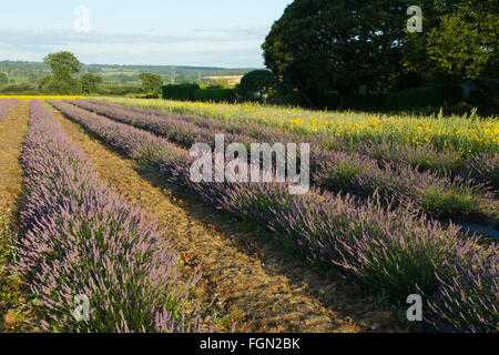 Campi di lavanda all'Hartley Farm Park vicino a Selborne, Hampshire, Inghilterra, Regno Unito, durante luglio o estate Foto Stock