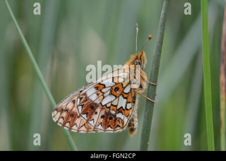 Piccola farfalla di fritillary (Boloria selene) con bordo di perle nell'Hampshire, Regno Unito Foto Stock