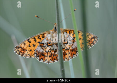 Piccola farfalla di fritillary con bordo di perle (Boloria selene), Regno Unito Foto Stock