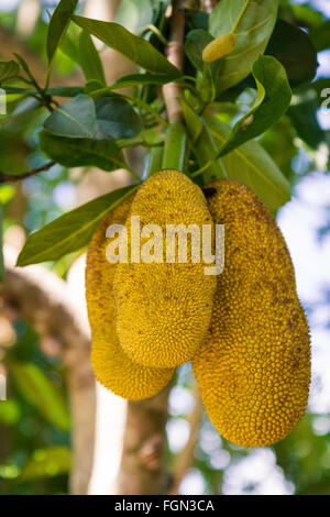 Jackfruit crescente sul lato della strada nel sud dell'Isola di Nusa Lembongan, Bali, Indonesia. Foto Stock