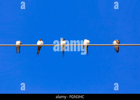 Cinque rondini sul filo e cielo blu sullo sfondo Foto Stock