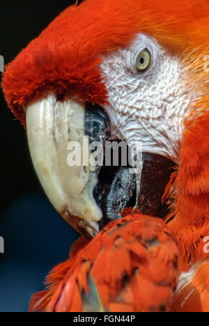 Colpo alla testa (close-up) di un rosso scarlet macaw (Ara macao) Foto Stock