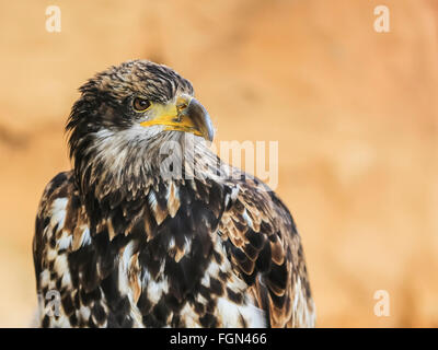 Aquila reale (Aquila chrysaetos) - grande rapace. Foto Stock