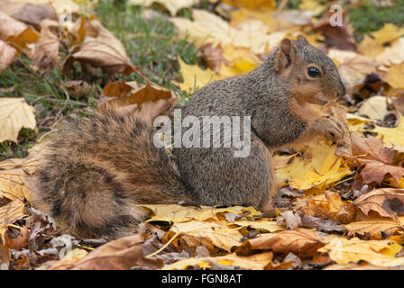 Fox orientale scoiattolo (Sciurus niger) sul suolo della foresta, mangiare i dadi, ghiande, autunno, e l'America del Nord Foto Stock
