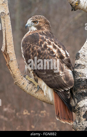 Falco Dalla Coda rossa (Buteo jamaicensis) Adulto, seduto ad Aspen Tree, e USA, di Skip Moody/Dembinsky Photo Assoc Foto Stock