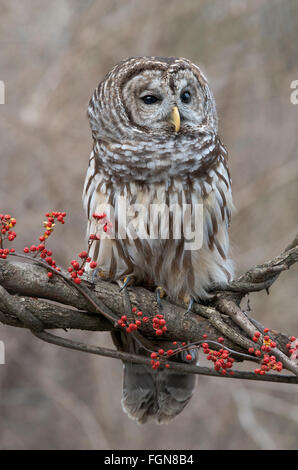 Bloccate Allocco (Strix varia) seduto sul ramo di albero, con bacche agrodolce ((Celastrus scandens), inverno, Michigan STATI UNITI Foto Stock