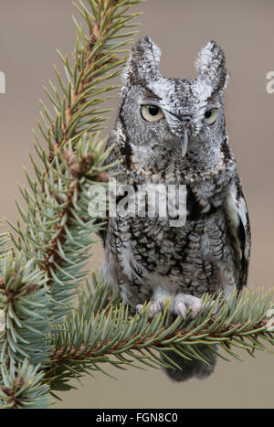 Eastern Grey Screech Owl (Megascope asio), fase grigia, seduta su Spruce Tree, Eastern North America, di Skip Moody/Dembinsky Photo Assoc Foto Stock