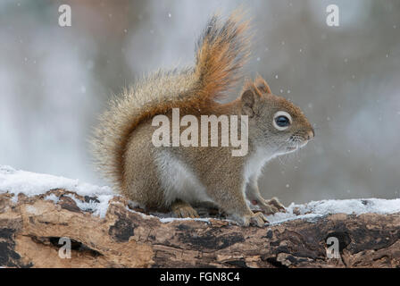 Eastern scoiattolo rosso alla ricerca di cibo (Tamiasciurus o Sciurus hudsonicus), inverno, e l'America del Nord Foto Stock