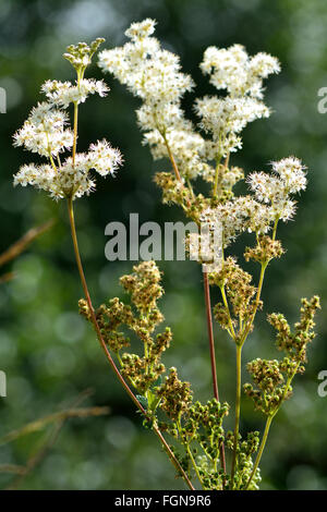 Olmaria (Filipendula ulmaria). Fiori bianchi su questa pianta perenne nella rosa, della famiglia delle Rosaceae Foto Stock