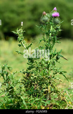 Spear thistle (Cirsium vulgare). Gran fico d'india thistle pianta in famiglia a margherita (Asteraceae), con fiori di colore rosa Foto Stock