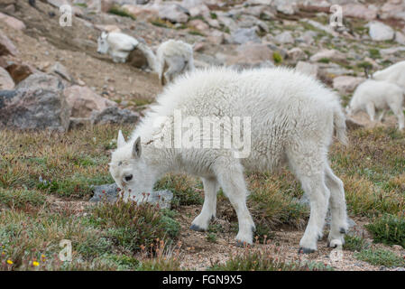 Capre di montagna (Oreamnos americanus), capretto al pascolo, alimentazione sulle piante alpine, montagne rocciose, Colorado, STATI UNITI D'AMERICA Foto Stock