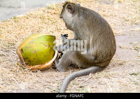 Scimmia macaco mangiare una noce di cocco con dita appiccicose! Siem Reap, Cambogia Foto Stock