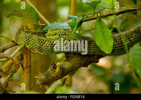 Il Crotalinae, comunemente noto come pit vipere, crotaline serpenti, o buca sommatori, sono una sottofamiglia di serpenti velenosi Foto Stock