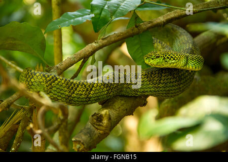 Il Crotalinae, comunemente noto come pit vipere, crotaline serpenti, o buca sommatori, sono una sottofamiglia di serpenti velenosi Foto Stock