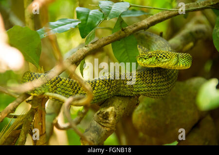 Il Crotalinae, comunemente noto come pit vipere, crotaline serpenti, o buca sommatori, sono una sottofamiglia di serpenti velenosi Foto Stock