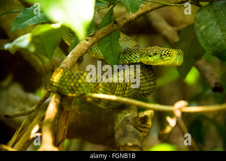 Il Crotalinae, comunemente noto come pit vipere, crotaline serpenti, o buca sommatori, sono una sottofamiglia di serpenti velenosi Foto Stock