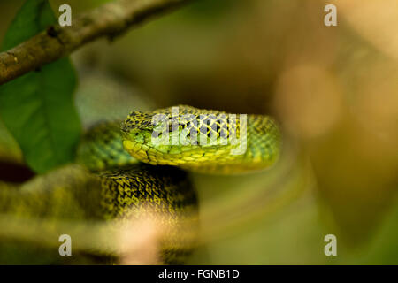 Il Crotalinae, comunemente noto come pit vipere, crotaline serpenti, o buca sommatori, sono una sottofamiglia di serpenti velenosi Foto Stock