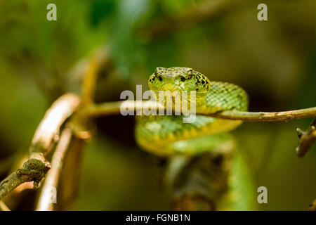 Il Crotalinae, comunemente noto come pit vipere, crotaline serpenti, o buca sommatori, sono una sottofamiglia di serpenti velenosi Foto Stock