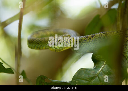 Il Crotalinae, comunemente noto come pit vipere, crotaline serpenti, o buca sommatori, sono una sottofamiglia di serpenti velenosi Foto Stock