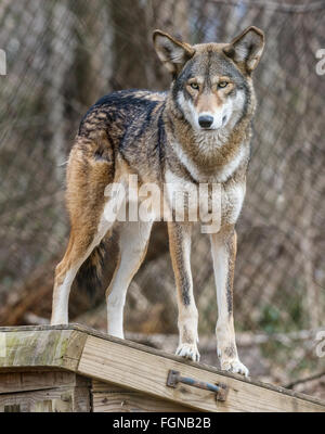 In via di estinzione Red Lupo (Canis rufus) in piedi su un capannone in un zoo Foto Stock