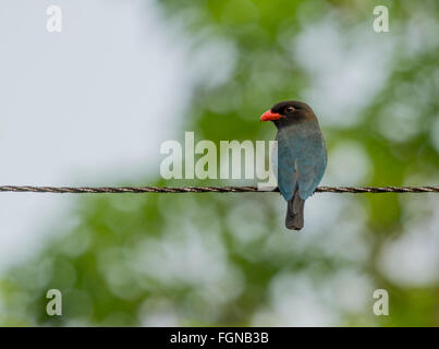 Il dollarbird (Eurystomus orientalis), noto anche come il dollarbird orientali o dollaro rullo, è un uccello della famiglia del rullo, da Gavi eotourism Foto Stock