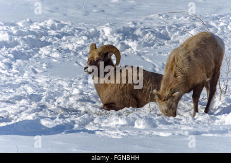 Bighorn Ram mantenendo un occhio vigile mentre un giovane pecore pascola nella neve al Parco Nazionale di Jasper, Alberta, Canada Foto Stock