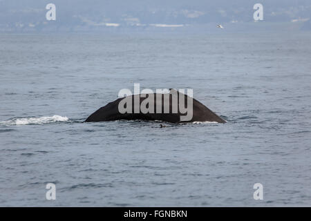 Dorso ricurvo di Humpback Whale, Megaptera novaeangliae, affiorante nell'oceano Foto Stock