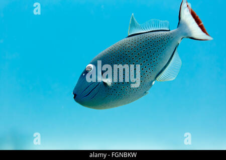 Sargassum Pesci balestra, xanthichthys ringens, nuoto in acque blu sulla barriera corallina vicino fino Foto Stock