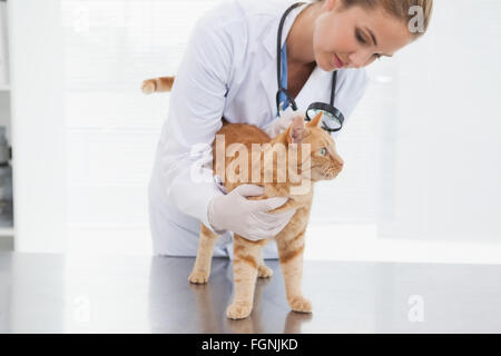 Vet controllare una pelle gatti Foto Stock