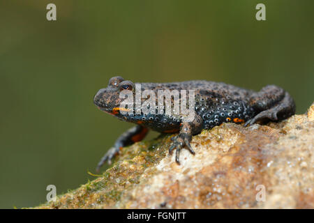 Unione fire-panciuto toad (Bombina bombina), Toad, lago di Balaton, Ungheria Foto Stock