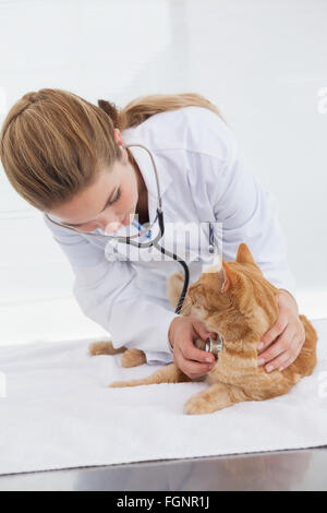 Il controllo veterinario un heartbeat gatti Foto Stock