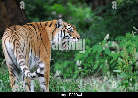 Tigri Amur su erba verde nel giorno di estate Foto Stock