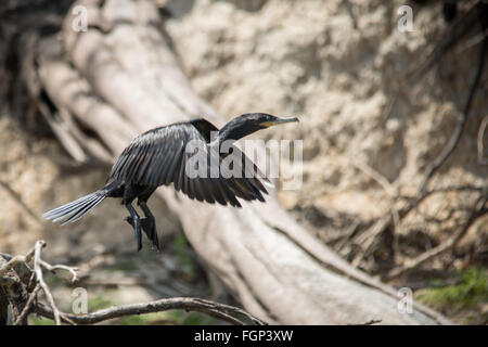 Neotropic cormorano (Phalacrocorax brasilianus), Guyana, Sud America Foto Stock