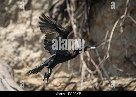 Neotropic cormorano (Phalacrocorax brasilianus), Guyana, Sud America Foto Stock