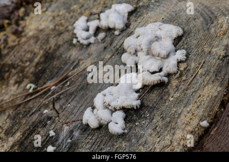 Split gill., Schizophyllum comune fungo su albero morto. Spagna. Foto Stock