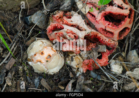 Fungo Clathrus ruber, tralicciati stinkhorn, basket stinkhorn, rosso gabbia, fungo, decadendo esemplare e uovo, Andalusia, Spagna. Foto Stock