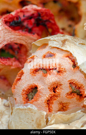 Testa a fungo, uovo di Clathrus ruber, tralicciati stinkhorn, basket stinkhorn, rosso gabbia, fungo, Andalusia, Spagna. Foto Stock