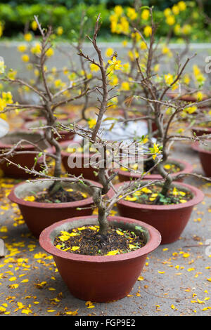 Tet alberi in fiore i simboli del nuovo anno lunare vacanze al mercato di strada, Ho Chi Minh City, Vietnam. Foto Stock