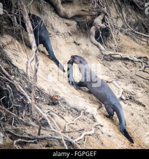 Giant-Lontra di fiume (Pteronura brasiliensis), Guyana, Sud America Foto Stock