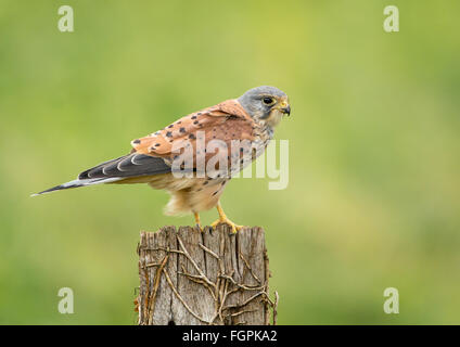 Comune di sesso maschile il gheppio (Falco tinnunculus) arroccato su palo da recinzione. Profilo laterale. Foto Stock