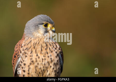 Comune di sesso maschile il gheppio (Falco tinnunculus) headshot. Profilo laterale. Foto Stock