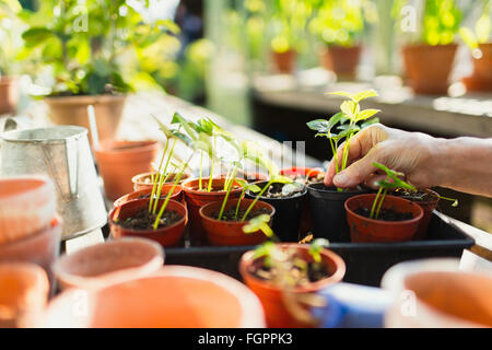 Donna potting piante in serra Foto Stock