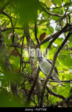 Barbuto Bellbird (Procnias averano carnobarba), Trinidad Foto Stock